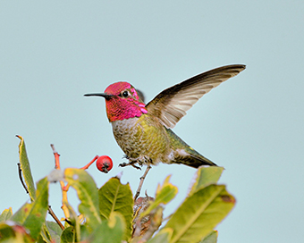 hummingbird